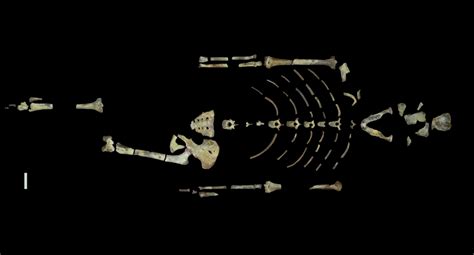 Human Ancestor Lucy Was A Tree Climber New Evidence Suggests The