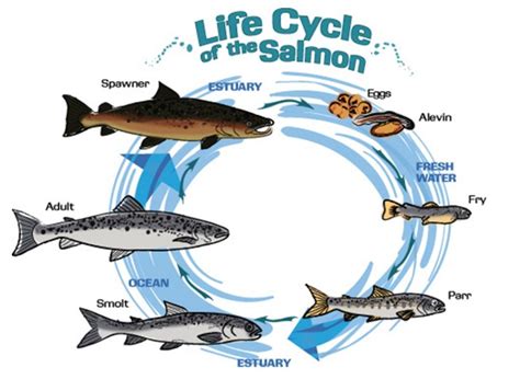 Image Result For Kokanee Salmon Life Cycle Life Cycles Salmon