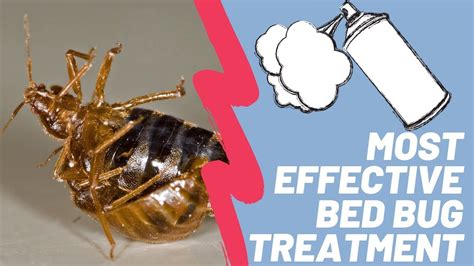 Most Effective Bed Bug Treatment Best Solution For Bed Bugs You Can Diy Youtube