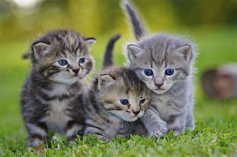 Images Kittens Cat Fluffy Grass Three 3 Animals