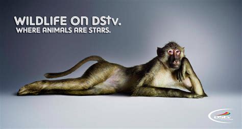 Dstv Baboon Meerkat • Ads Of The World™ Part Of The Clio Network