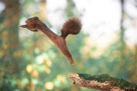 Acrobatic Squirrels Captured In A Series Of Amazing Photos Petapixel