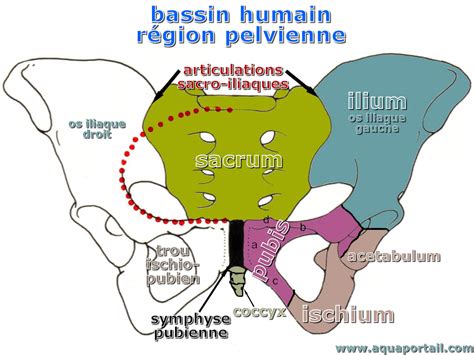 Ilium Ilion Définition Et Explications