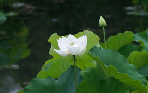 White Lotus Flower Meaning And Symbolism Mythologiannet