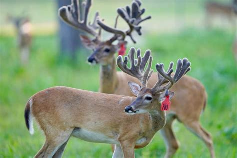 M3 Whitetails Two Year Olds Gone Wild Deer Breeder In Texas