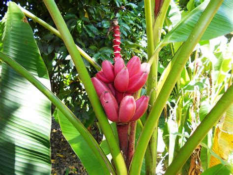 Fruta Bananinha Do Mato
