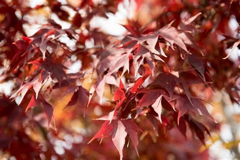 Premium Photo Red Maple Leaves Of Late Autumn
