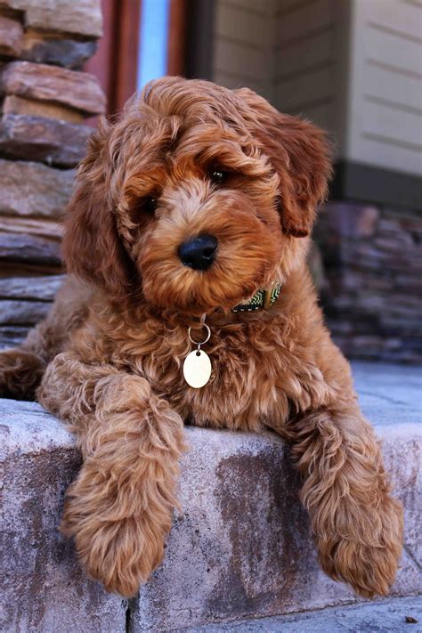 All of our dogs are allergy friendly. Labradoodle Puppy Adoption - Daisy Hill Australian ...