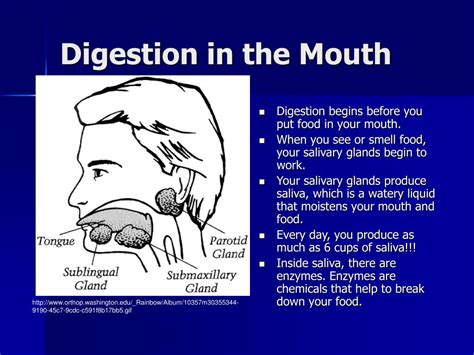 PPT - The Digestive System PowerPoint Presentation, free download - ID