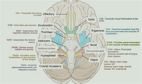 Pin By Anas Zein Alaabdin On Basicsmedical Cranial Nerves Brain