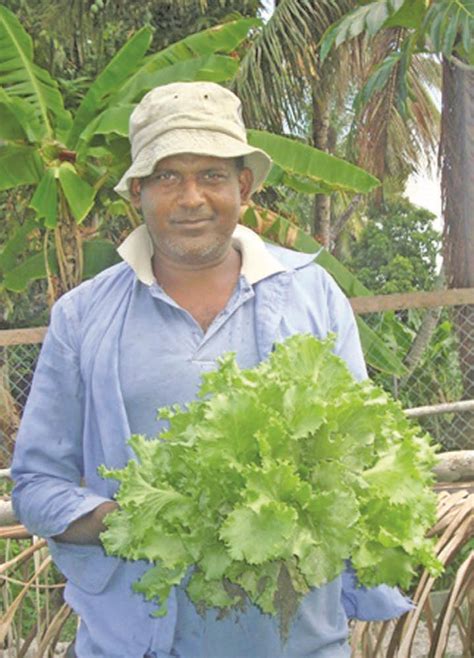 Essequibo Farmer Sees Bright Future In Farming Guyana Times