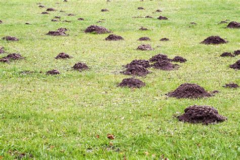 Its Easy To Get Rid Of Pesky Moles By Using These Excellent Techniques