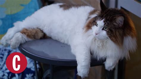 Meet The Worlds Largest House Cat Cosmopolitan Youtube