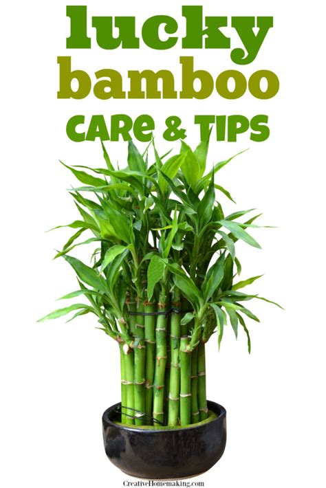 If you're growing the plant in water, filtered or distilled water is your best option for keeping your bamboo's roots moist and healthy. Lucky Bamboo Care | Lucky bamboo care, Bamboo care, Lucky ...