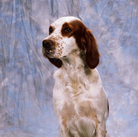 A Large Breed Of Dogs Irish Red And White Setter