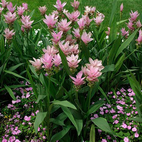 Serious disease problem in the production and postharvest of ﬂoral crops. Curcuma - FineGardening