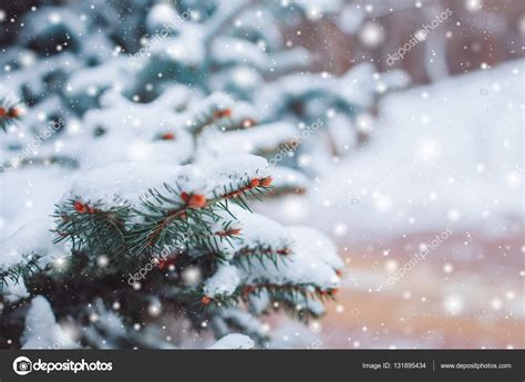 Frosty Winter Landscape In Snowy Forest Pine Branches Covered With
