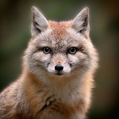 The Corsac Fox Vulpes Corsac Also Known Simply As A Corsac Is A