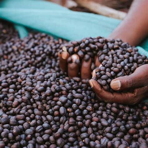 Featured products price (low to high) price (high to low). Etiopie MUSTEFA ABAKENO | Gardelli Coffee | Kofio.cz