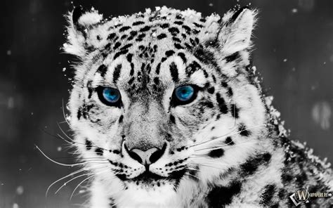 Скачать обои Snow Blue Eye Leopard Голубые глаза Snow Leopard Blue