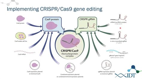 Alt R™ Crispr Cas9 System Ribonucleoprotein Delivery Optimization For