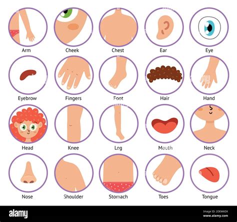 Partes Del Cuerpo Humano Imágenes Recortadas De Stock Alamy Free Download Nude Photo Gallery