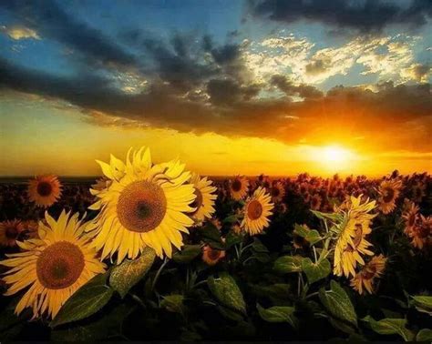 Good Morning I Hope You All Have A Fabulous Day Sunflower Sunset