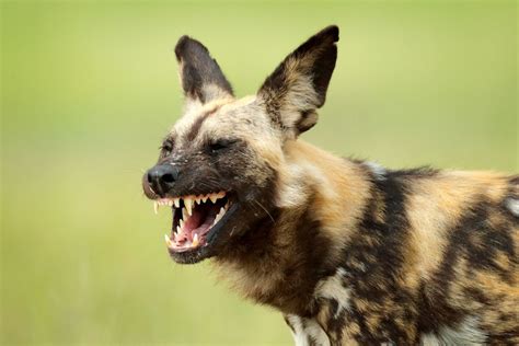 Are Wild Dogs Really Dogs