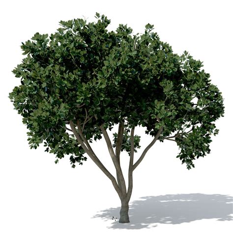 Xfrogplants Weeping Fig 3d Model Cgtrader