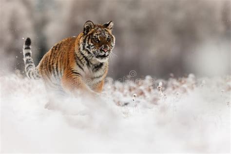 Young Male Siberian Tiger Panthera Tigris Tigris Running In The Winter