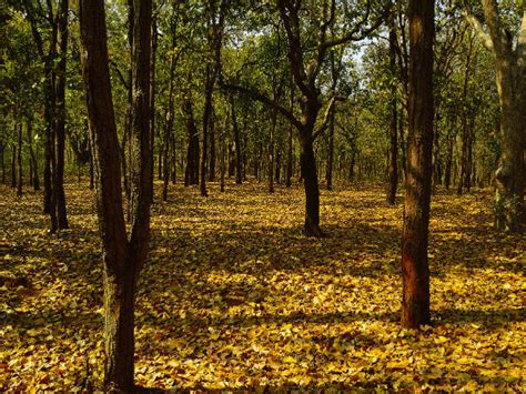 Top 5 Forests In India To Visit For Every Nature Lover Nativeplanet
