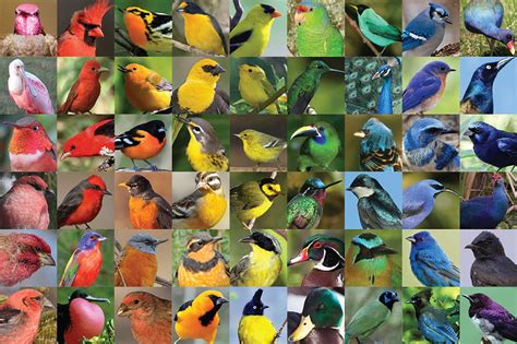 How Birds Make Colorful Feathers Bird Academy • The Cornell Lab