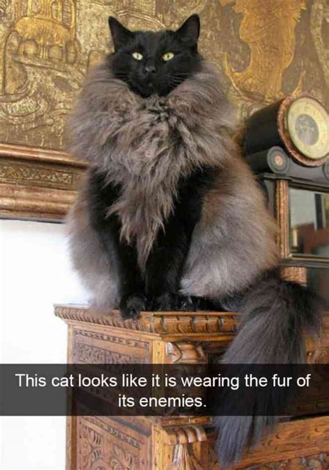 17 Hilarious Snapchats That All Cats Owners Can Relate To