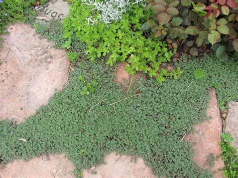 Ground Cover Low Growing Ground Cover Wooly Thyme