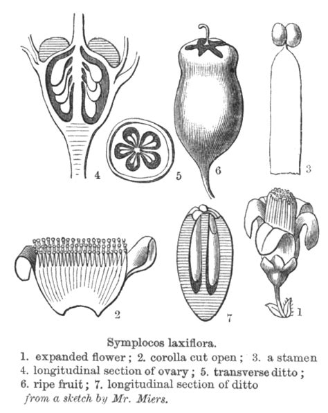 Symplocaceae Alchetron The Free Social Encyclopedia