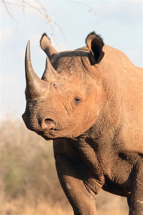 Fileblack Rhino Head And Shoulder Viewjpeg Wikimedia Commons