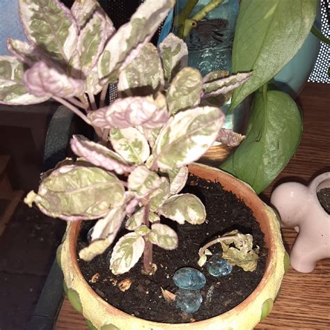 Grown easily indoors under the right growing conditions and protected from cold, it trails hapily from baskets. Hemigraphis alternata 'Snow White', Snow White Waffle ...