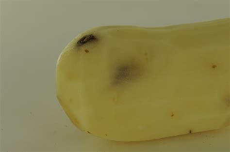 Minimizing Early Weight Loss Key In Limiting Potato Pressure Bruise