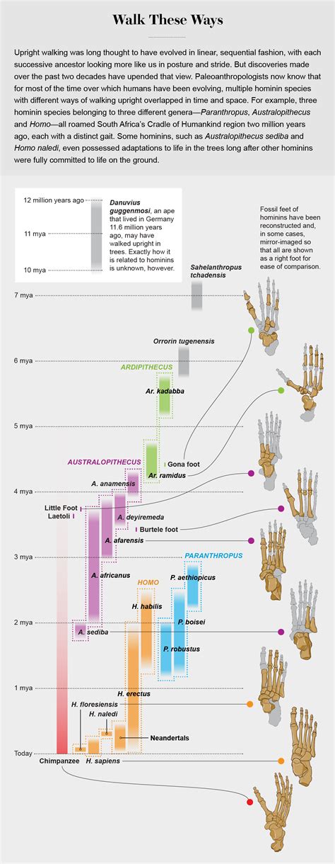 Fossils Upend Typical Knowledge About Evolution Of Human Bipedalism