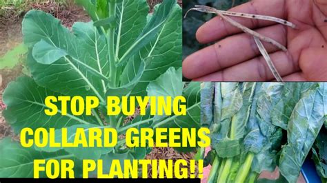 Do This Instead How To Grow Tons Of Collard Greens Youtube