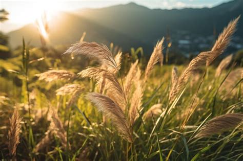 Un Campo De Hierba Alta Con La Puesta De Sol En El Fondo Foto Premium