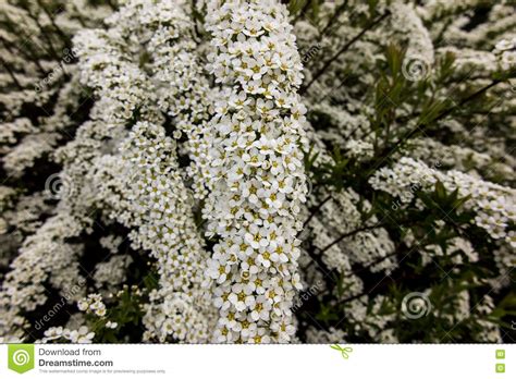 Bellissimo giardino all'inglese in primavera. Arbusto Con I Piccoli Fiori Bianchi, Spirea Di Van Houtte'a Fotografia Stock - Immagine di fogli ...