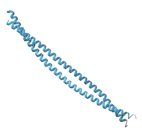 Keratin Filament Molecule Photograph By Molekuul Science Photo Library