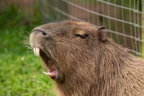 Video Shows Capybara Living His Best Lazy Life With A Midday Snack