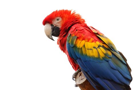 macaws animals beak birds colorful feathers parrot red white wildlife ...
