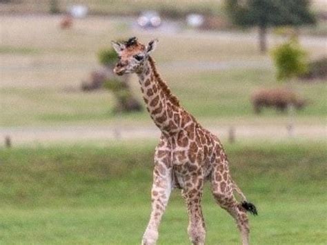 Endangered Giraffe Born At Woburn Safari Park Takes First Steps