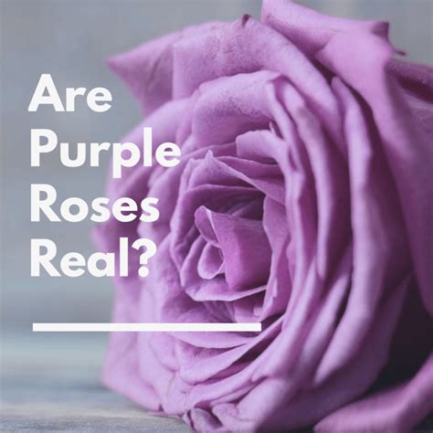 Purple Roses Are They Real