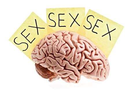 Cerebro Y Comportamiento Sexual Humano Brainkers