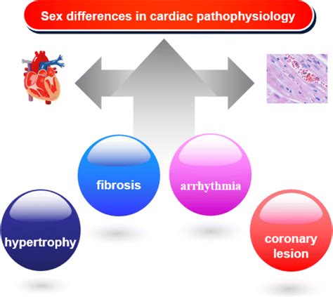 Different Cardiac Pathophysiological Symptoms In Women And Men