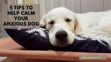 5 Tips To Help Calm Your Anxious Dog Symptoms And Solution 2024